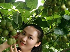 江苏北部不是很适合种植中华系黄金果猕猴桃