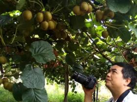 江苏泰州猕猴桃采摘园供应秦美猕猴桃和翠香猕猴桃 就是没有红心猕猴桃