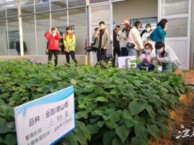 江西省抚州市临川区红心猕猴桃种植基地迎来开园采摘日