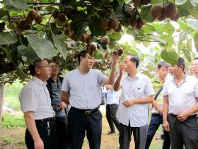 贵州省市领导前往息烽县遵义县考察红心猕猴桃产业园项目建设情况