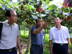 贵州专家认真讲解了猕猴桃种植相关技术知识