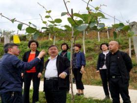 贵州兴义市领导考察屯脚红心猕猴桃种植基地