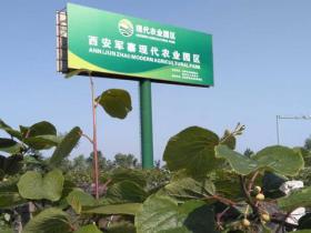 陕西省农业厅一行到安康汉阴考察调研猕猴桃项目建设