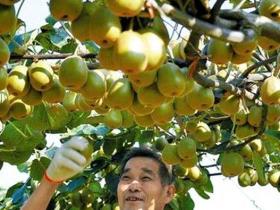 重庆彭水善感乡天意猕猴桃基地100亩猕猴桃喜获丰收