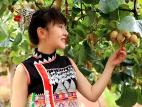 云南福贡县高山上种植有机猕猴桃