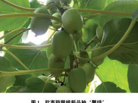 软枣猕猴桃新品种‘馨绿’