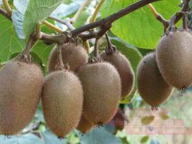 陕西汉中新天地农业发展有限公司选送的翠香猕猴桃被评为“优质猕猴桃金奖”