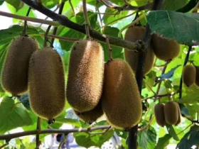 软枣猕猴桃市场是否真的看好？做好整形修剪可以提高软枣猕猴桃的产量