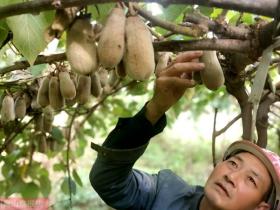 华特猕猴桃在福建省寿宁县引种表现及关键栽培技术