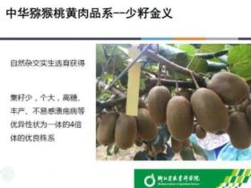 浙江省农业科学院选育的新品种金义猕猴桃