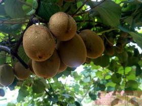 金喜猕猴桃在浙江台州试种表现及栽培技术要点
