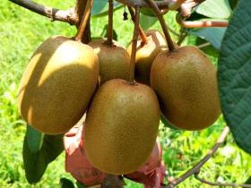 生态环境非常优异到了魅力金果猕猴桃成熟的季节了