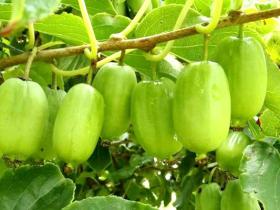 How Grow and Care for Hardy Kiwi Vine 如何种植软枣猕猴桃（中英文对照）