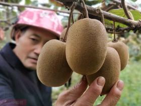 中国目前有4000公顷未经授权的阳光金果G3猕猴桃