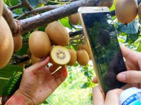 为什么新西兰的阳光金果比国产猕猴桃价格贵那么多