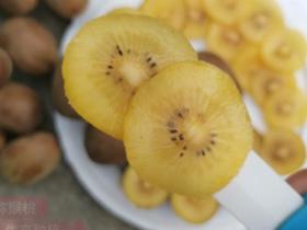 猕猴桃原产于我国 但为何还要从新西兰偷运阳光金果回来种植