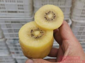 山东青岛平度引入新西兰奇异果种植丰收