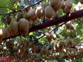 湖南长沙浏阳中策生态农场的猕猴桃熟了