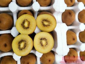 successful kiwifruit orchard developers and producers of SunGold g3 非常优秀的阳光金果种植企业