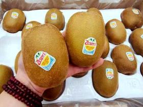 news-kiwifruit-september-2022-2 这个季节上市的第一批阳光金果猕猴桃的质量很差
