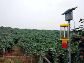 云南曲靖市充分利用气候和土壤优势 发展红心猕猴桃种植