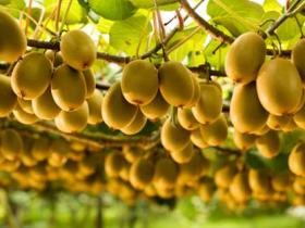 四川广元昭化区被业界专家称为“世界上最适合猕猴桃种植的地区之一”