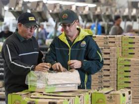 今年首批新西兰阳光金果猕猴桃以最快速度进入千家万户