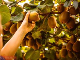 武汉植物所多个新品种猕猴桃即将上市