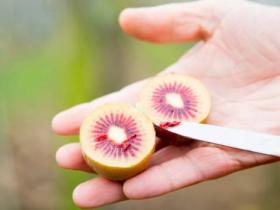 新西兰新品种红心猕猴桃的“红宝石猕猴桃”首先开始采摘 New RubyRed kiwifruit variety due on shelves soon